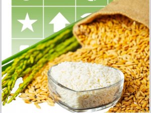 Thị trường gạo th&aacute;ng 8/2024: Ấn Độ c&oacute; động th&aacute;i nới lỏng xuất khẩu, gi&aacute; gạo giảm trở lại