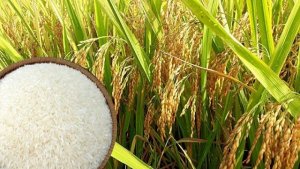  Thị trường l&uacute;a gạo ng&agrave;y 7/10: Gi&aacute; ổn định