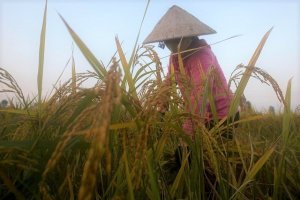 Gi&aacute; gạo xuất khẩu tại ch&acirc;u &Aacute; l&ecirc;n cao nhất 7 năm