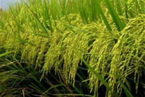 Gi&aacute; gạo Th&aacute;i Lan tăng mạnh so với c&aacute;c nước kh&aacute;c ở ch&acirc;u &Aacute;