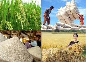 Thị trường xuất khẩu gạo 10 th&aacute;ng đầu năm 2016