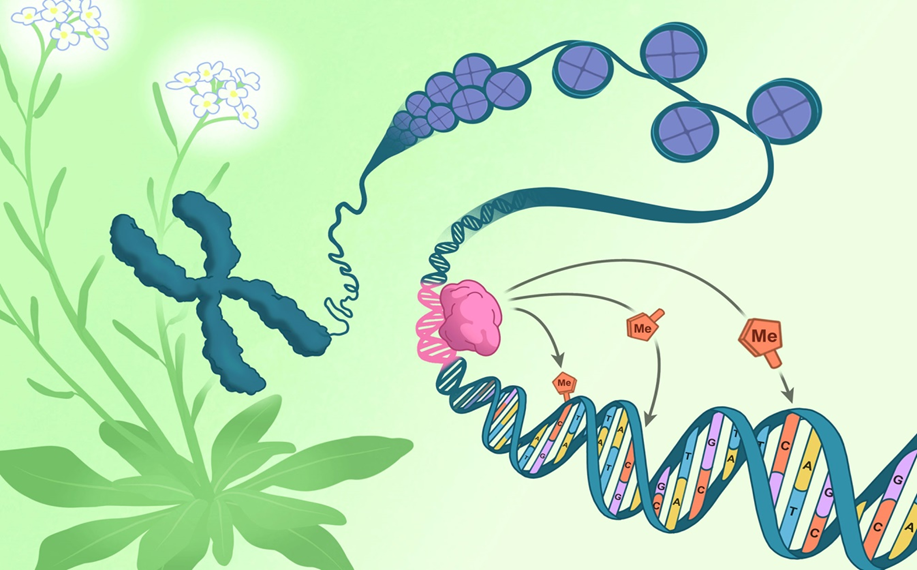 Gen chịu sự chi phối của biểu sinh (epigenetics), c&ograve;n biểu sinh th&igrave; do đ&acirc;u chi phối?