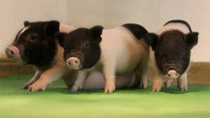 Lợn bi&ecirc;́n đ&ocirc;̉i gen có th&ecirc;̉ sớm trở thành loài hi&ecirc;́n tạng cho con người