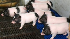 Heo bi&ecirc;́n đ&ocirc;̉i gen ít mỡ c&oacute; thể tạo ra thịt x&ocirc;ng khói t&ocirc;́t hơn cho sức khỏe
