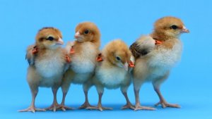 Gà mái bi&ecirc;́n đ&ocirc;̉i gen sinh ra gà con có b&ocirc;̣ l&ocirc;ng khác