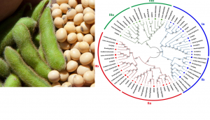 X&aacute;c định v&agrave; ph&acirc;n t&iacute;ch bộ genome của họ gene IQM  trong c&acirc;y đậu tương