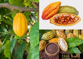 Gi&aacute; ca cao bật tăng dẫn đ&agrave; hồi phục thị trường h&agrave;ng h&oacute;a