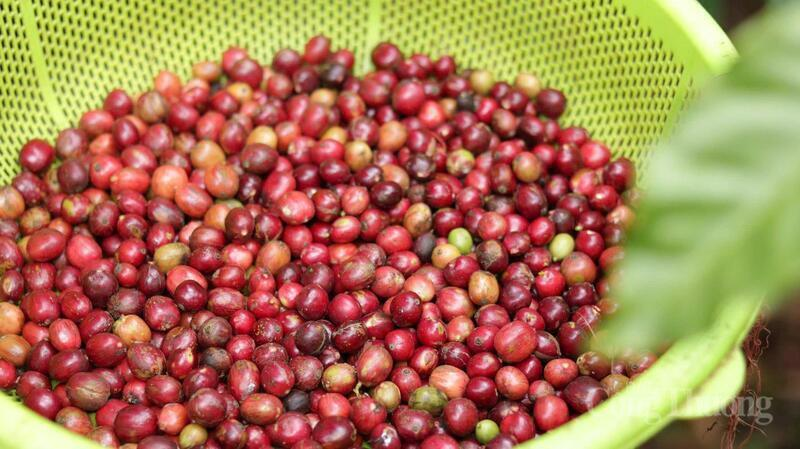 Gi&aacute; c&agrave; ph&ecirc; Arabica tăng mạnh do mưa lớn cản trở thu hoạch tại Brazil