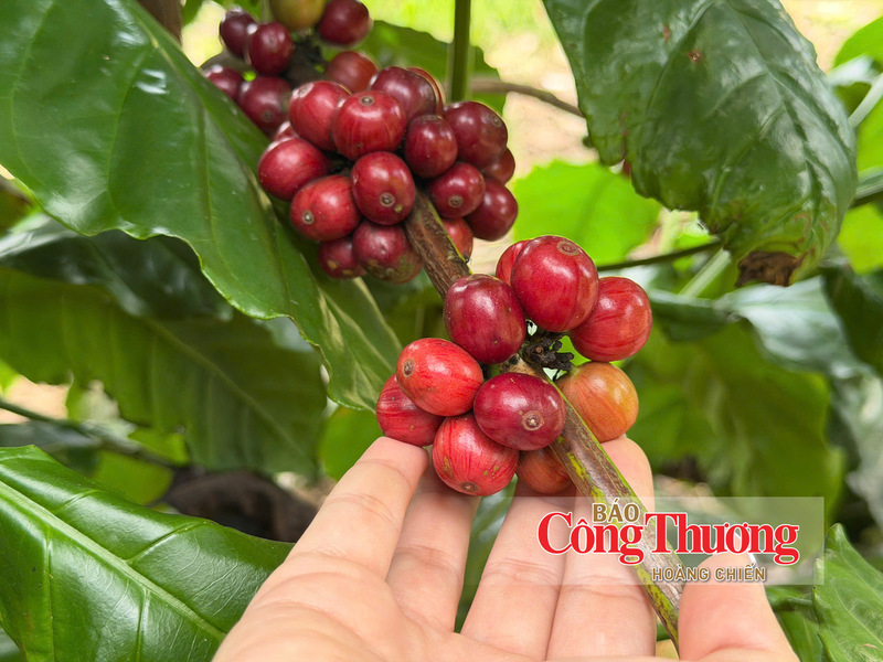 Gi&aacute; c&agrave; ph&ecirc; h&ocirc;m nay 28/7/2026: Tăng nhẹ 500 - 600 đồng/kg