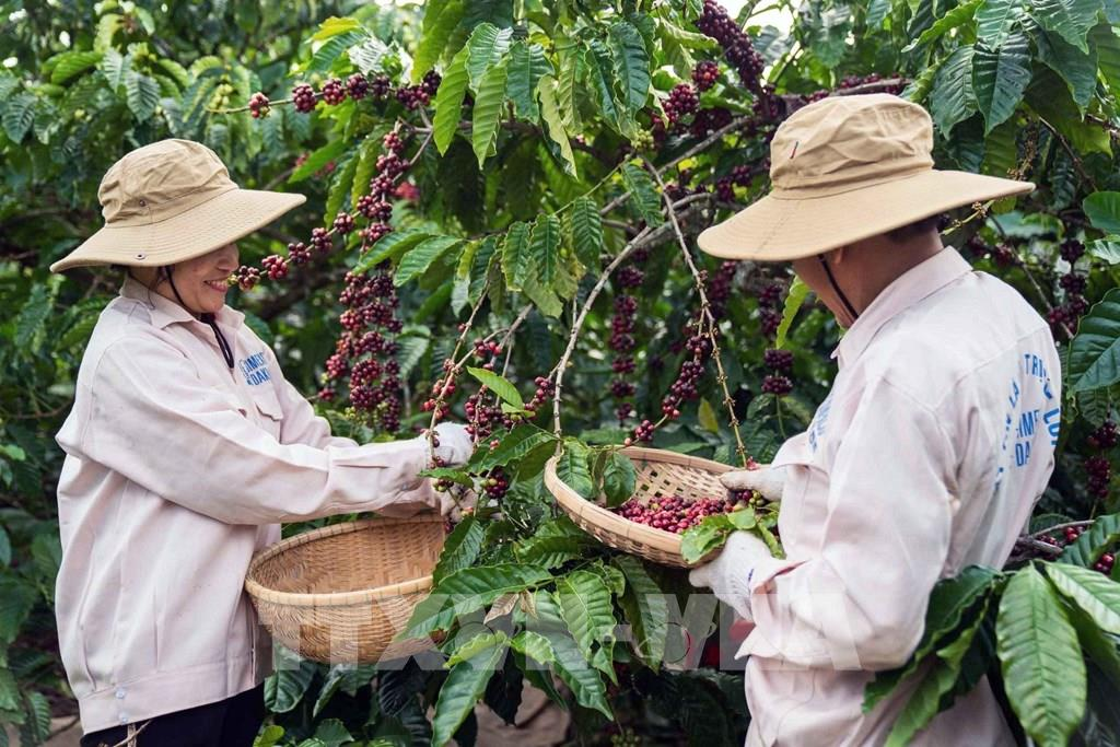 Gi&aacute; c&agrave; ph&ecirc; l&ecirc;n gần 98.000 đồng/kg, l&uacute;a gạo đồng loạt tăng