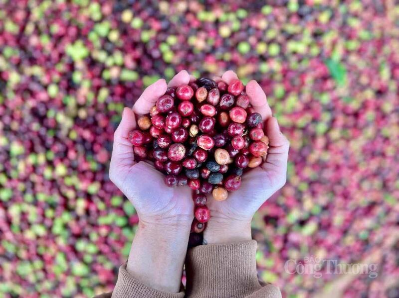 Gi&aacute; c&agrave; ph&ecirc; ng&agrave;y 25/3/2026: Giảm nhẹ 400 - 500 đồng/kg