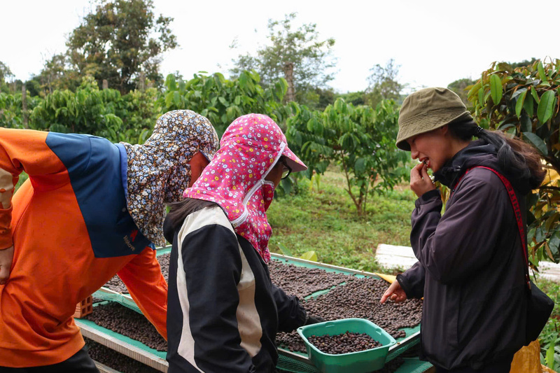 Gi&aacute; c&agrave; ph&ecirc; ng&agrave;y 31/3/2026: Tăng nhẹ 200 đồng/kg tại L&acirc;m Đồng