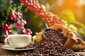 Gi&aacute; c&agrave; ph&ecirc; ng&agrave;y 9/4/2026: Giảm 'sốc' 4.000 đồng/kg