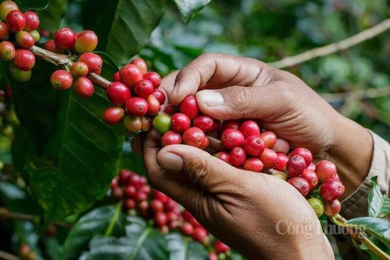 Gi&aacute; c&agrave; ph&ecirc; thế giới tăng vọt