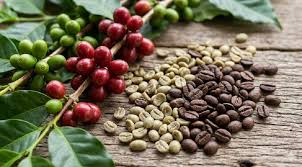 Gi&aacute; c&agrave; ph&ecirc; xuất khẩu giảm mạnh trong 2 th&aacute;ng đầu năm