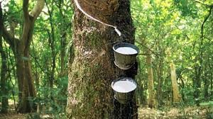 Gi&aacute; cao su thế giới năm 2026 dự b&aacute;o sẽ cao do cầu vượt cung