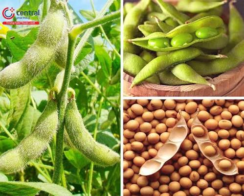 Gi&aacute; đậu tương tăng mạnh, nguồn cung to&agrave;n cầu th&ecirc;m &aacute;p lực