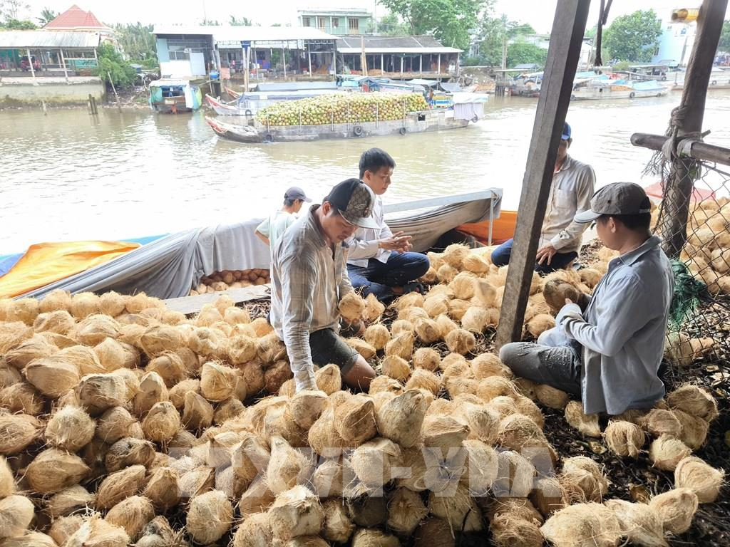 Gi&aacute; dừa kh&ocirc; nguy&ecirc;n liệu giảm s&acirc;u