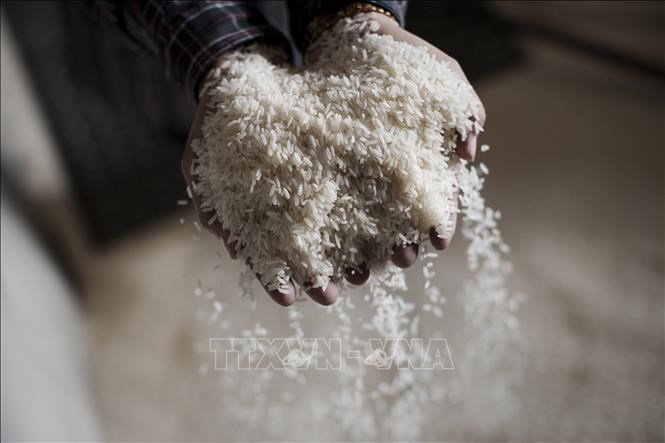 Gi&aacute; gạo, n&ocirc;ng sản v&agrave; c&agrave; ph&ecirc; biến động tr&aacute;i chiều
