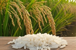 Gi&aacute; l&uacute;a gạo h&ocirc;m 17/11: Gạo xuất khẩu của Việt Nam trước th&aacute;ch thức mới