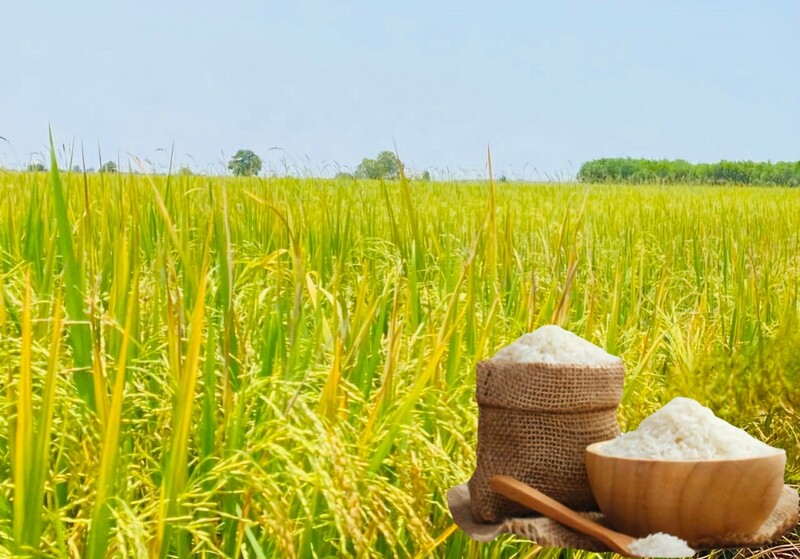 Gi&aacute; l&uacute;a gạo h&ocirc;m 11/3/2026: Gạo xuất khẩu OM 5451 tiếp đ&agrave; tăng