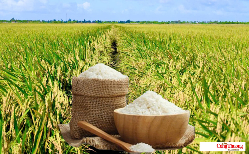 Gi&aacute; l&uacute;a gạo ng&agrave;y 20/7/2026: Gạo nguy&ecirc;n liệu xuất khẩu tăng