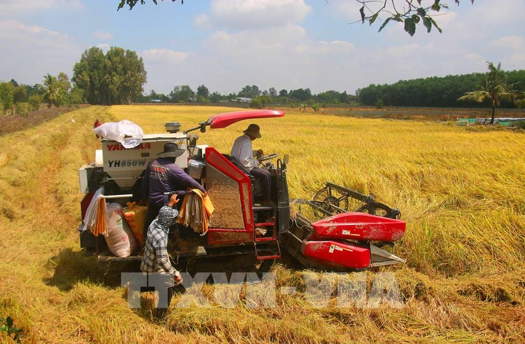 Gi&aacute; l&uacute;a gạo trong nước v&agrave; xuất khẩu đồng loạt tăng