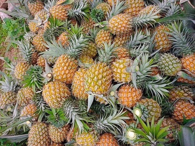 Gi&aacute; n&ocirc;ng sản ng&agrave;y 7/4/2026: Sầu ri&ecirc;ng Th&aacute;i tăng trở lại; dứa tr&aacute;i vụ v&agrave;o m&ugrave;a