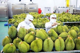 Gi&aacute; sầu ri&ecirc;ng h&ocirc;m 12/11: Sầu ri&ecirc;ng trồng th&agrave;nh c&ocirc;ng tại V&acirc;n Nam