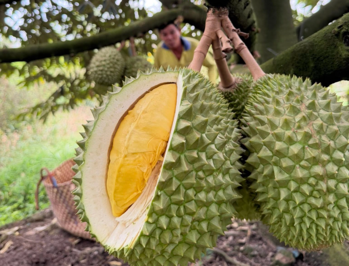 Gi&aacute; sầu ri&ecirc;ng lao dốc