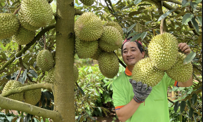 Gi&aacute; sầu ri&ecirc;ng xuất khẩu tăng trở lại