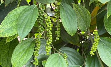 Gi&aacute; ti&ecirc;u h&ocirc;m nay 17/10/2025: Tăng nhẹ tại Đồng Nai