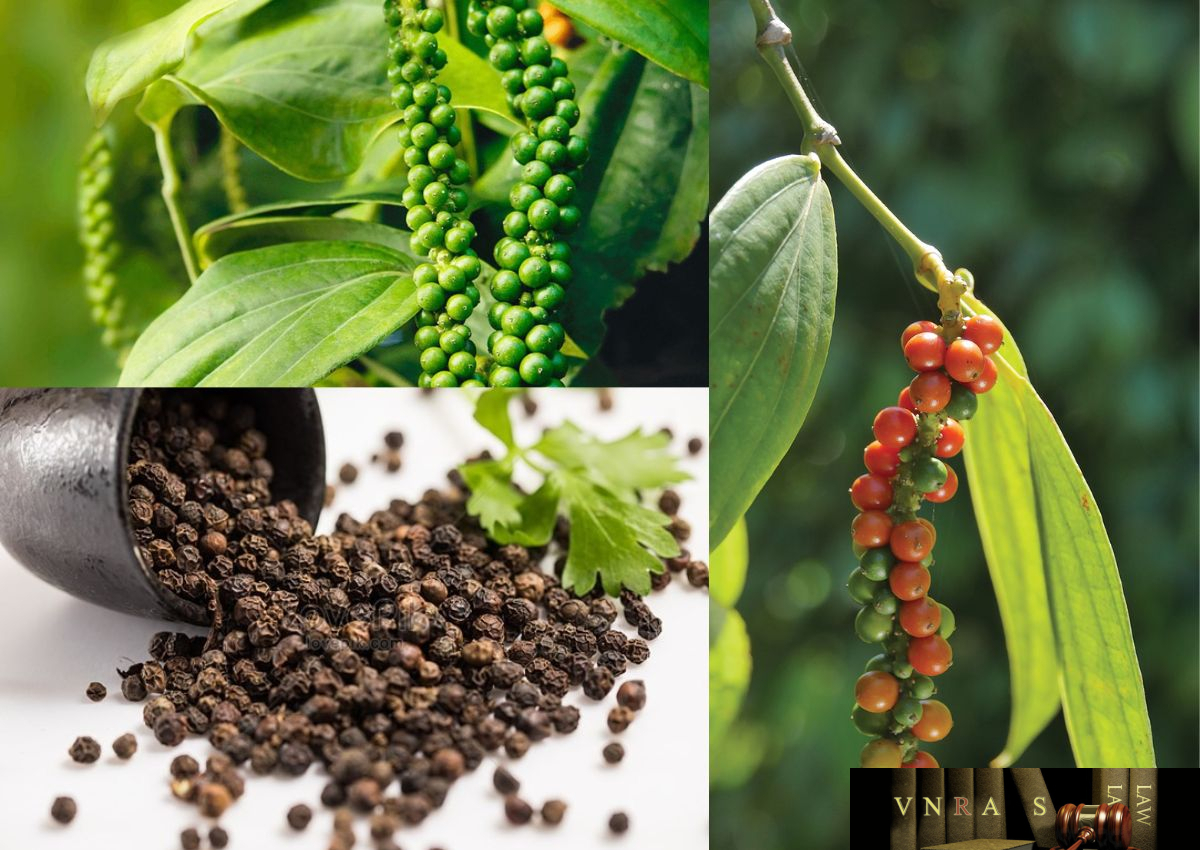 Gi&aacute; ti&ecirc;u h&ocirc;m nay 4/11/2025: Tăng nhẹ 500 đồng/kg