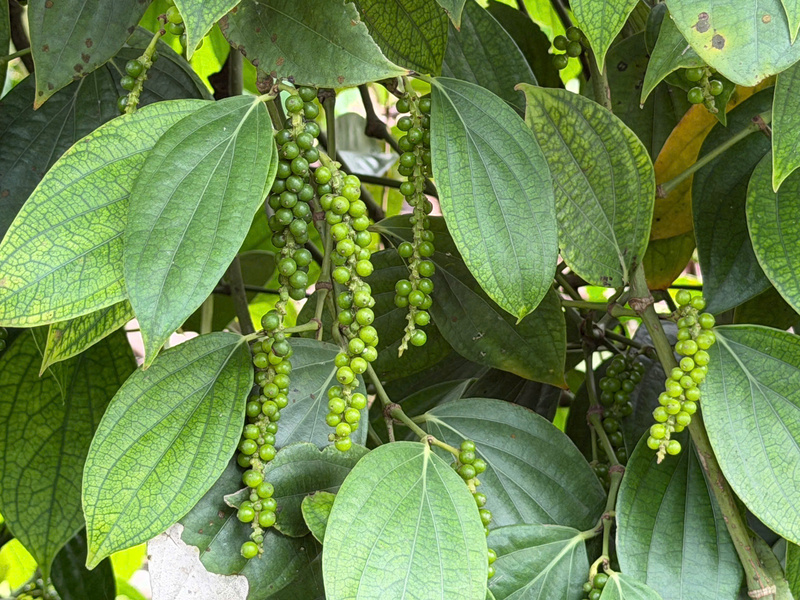 Gi&aacute; ti&ecirc;u ng&agrave;y 14/4/2026: Tăng nhẹ, l&ecirc;n mốc 140.000 đồng/kg