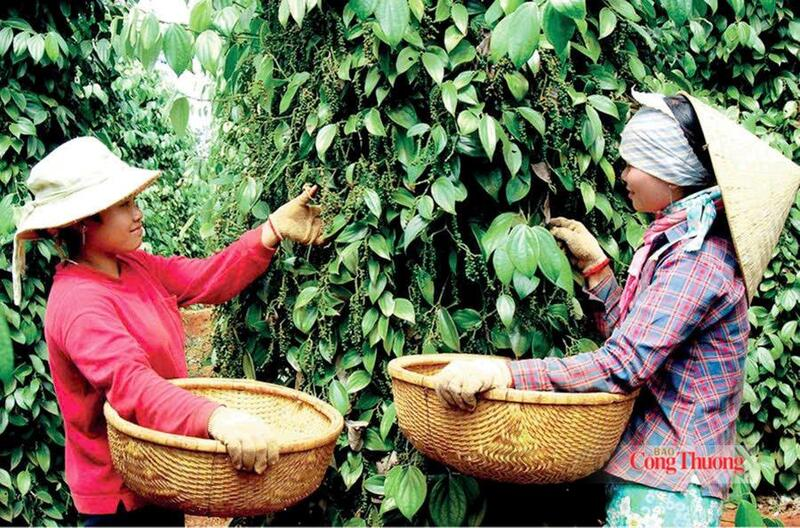Gi&aacute; ti&ecirc;u ng&agrave;y 14/7/2026: Đột ngột giảm s&acirc;u