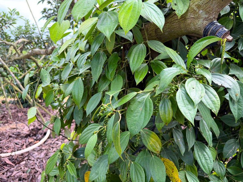 Gi&aacute; ti&ecirc;u ng&agrave;y 27/3/2026: Duy tr&igrave; ngưỡng 137.000 - 139.000 đồng/kg