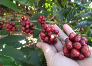 Gi&aacute; c&agrave; ph&ecirc; h&ocirc;m nay 7/11/2024: Trong nước tăng nhẹ, thế giới quay đầu giảm do đồng USD tăng cao