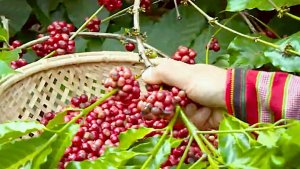 Gi&aacute; c&agrave; ph&ecirc; h&ocirc;m 12/5: Tăng mạnh 1.000 đ/kg 