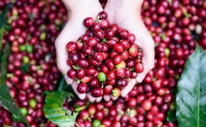 Xuất khẩu c&agrave; ph&ecirc; tăng mạnh ở 4 thị trường