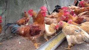 IPC k&ecirc;u gọi n&ecirc;u cao vai tr&ograve; của gia cầm trong an ninh lương thực v&agrave; bền vững