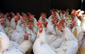 FAO ra mắt hệ thống th&ocirc;ng tin to&agrave;n cầu mới về cảnh b&aacute;o dịch bệnh từ động vật