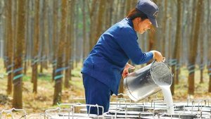 Gi&aacute; cao su h&ocirc;m 16/9: Thị trường biến động nhẹ 