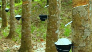 Gi&aacute; cao su h&ocirc;m 9/8: Trong nước giảm, thế giới tăng 