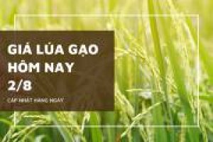 Thị trường gạo qu&yacute; II/2022: Dự b&aacute;o tăng trưởng tốt trong 6 th&aacute;ng cuối năm