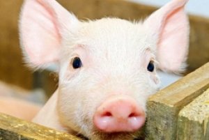 Thị trường heo hơi th&aacute;ng 8/2023: Người chăn nu&ocirc;i to&agrave;n cầu chưa thể tho&aacute;t t&igrave;nh trạng kh&oacute; khăn