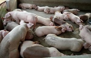 USDA: Dự b&aacute;o gi&aacute; thịt lợn tiếp tục giảm 