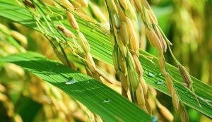 Gi&aacute; l&uacute;a gạo h&ocirc;m nay 28/6/2023: Gi&aacute; l&uacute;a tăng 100 đồng, xuất khẩu tăng trưởng tốt