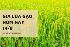 Gi&aacute; l&uacute;a gạo ng&agrave;y 14/8 neo ở mức cao, l&uacute;a OM 380 tăng 1.200 đồng/kg