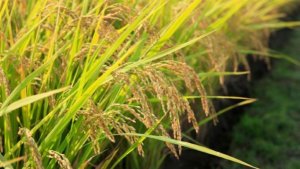 Gi&aacute; l&uacute;a gạo h&ocirc;m nay 24/5: Giữ vững gi&aacute;, thị trường xuất khẩu t&iacute;ch cực