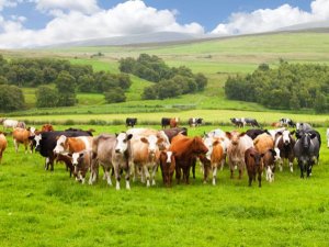 FSA v&agrave; FSS b&aacute;o c&aacute;o bằng chứng mới về E.coli O157 tr&ecirc;n gia s&uacute;c